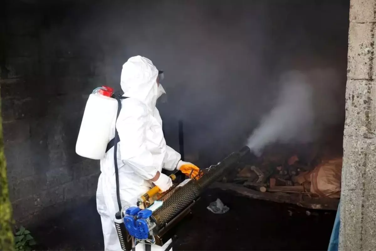 Ordu’da Kahverengi Kokarcaya Karşı 300 Bin Kışlak İlacıyla Mücadele Başladı