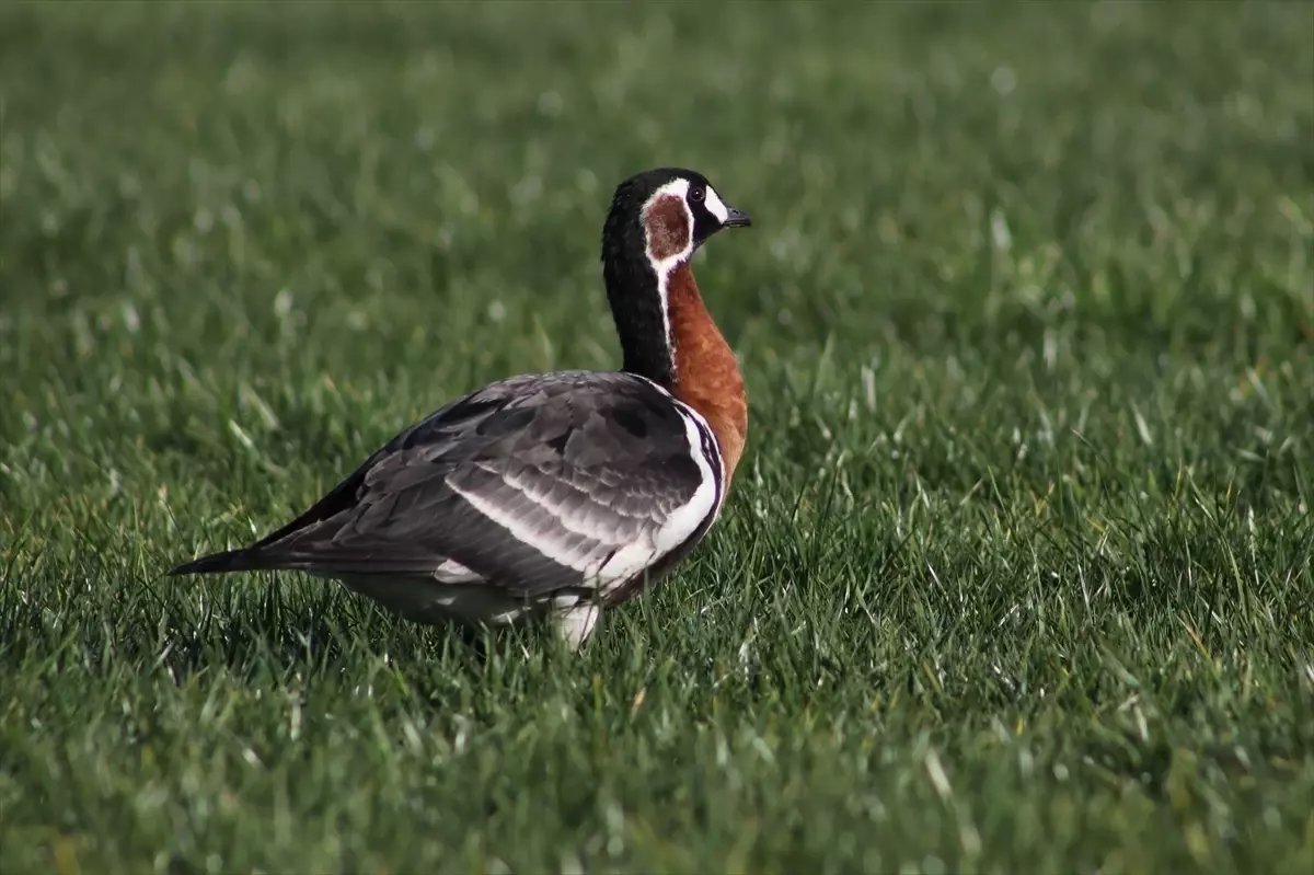 Rize'de Nesli Tehlikede Olan Sibirya Kazı 10 Gün Boyunca Gözlem Altında