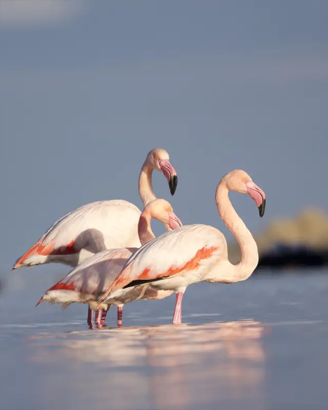 Flamingoların su kenarındaki yakın çekim görüntüsü