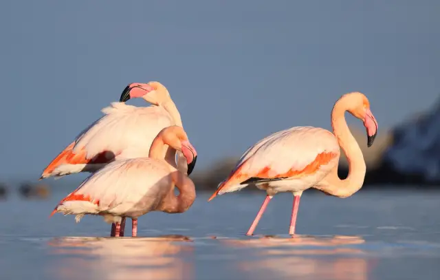 Abana sahilinden flamingoların genel görünümü