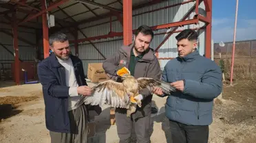 Amasya’da Yaralı Kızıl Şahin Doğa Koruma Yetkililerine Teslim Edildi