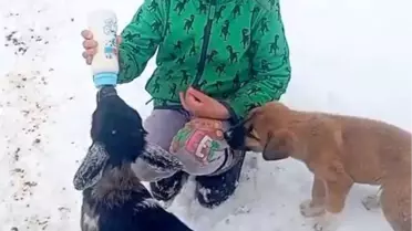 Fırtınada Kayıp Kuzu 3 Gün Sonra Sağ Bulundu