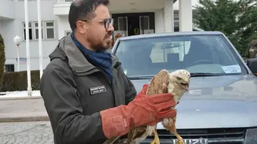 Havza’da Yaralı Şahin Tedavi Edildi ve Doğaya Salınmaya Hazırlandı