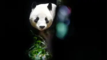 Japonya’nın 50 Yıllık Panda Mirası Son Buldu: Son İki Dev Hayvan Çin’e Gitti