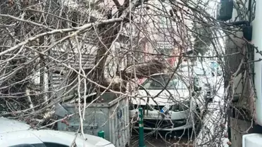 Bandırma’da Kamyon Çınar Ağacına Çarparak Araçları Devrtti