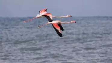 Abana’da Flamingoların Dinlenme Molası: Hava Şartları Nedeniyle Ezine Çayı’nda