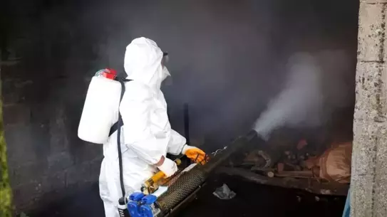 Ordu’da Kahverengi Kokarcaya Karşı 300 Bin Kışlak İlacıyla Mücadele Başladı