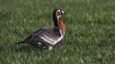 Rize'de Nesli Tehlikede Olan Sibirya Kazı 10 Gün Boyunca Gözlem Altında