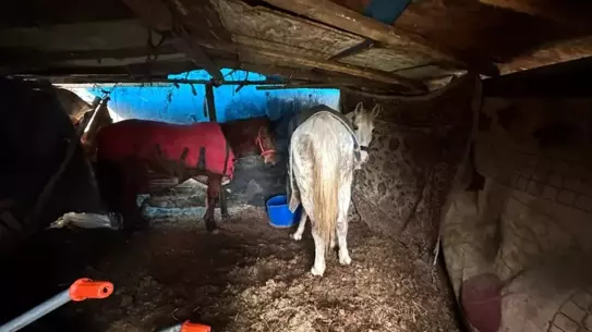 Sakarya’da Jandarma Operasyonu: 5 At Kurtarıldı, Şüpheliler Yakalandı