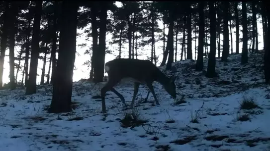 Tekirdağ'ın Ganos Dağı'nda Fotokapanlar Yaban Hayvanlarını Kayda Alıyor