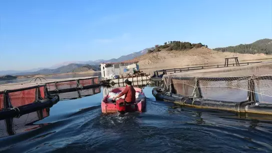 Karacaören Barajı Alabalıkları Yurt Dışına Açılıyor: %80 İhracat Oranı