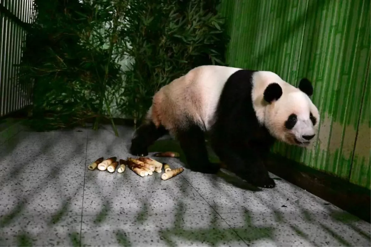 Ueno Hayvanat Bahçesi'nde Pandalar Çin'e Gitti: Japonya 50 Yıllık Boşluğa Girdi