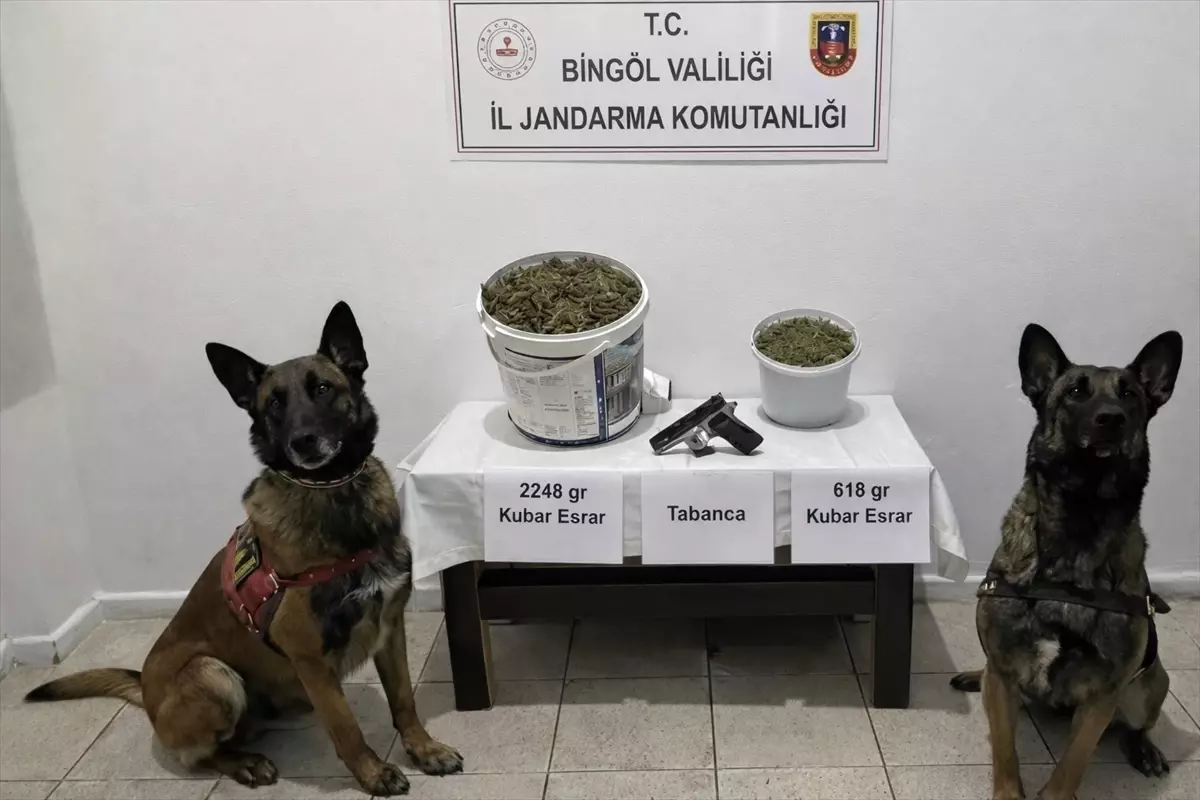 Bingöl Genç İlçesinde Jandarma Operasyonu: 2,8 Ton Esrar ve Silah Ele Geçirildi
