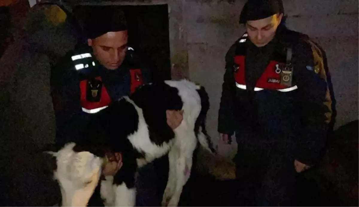 Nevşehir Avanos'ta Buzağı Hırsızlığı Operasyonu Sonuçlandı: 5 Şüpheli Tutuklandı