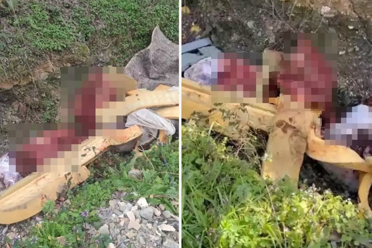 Erenler’de Hayvan Kemiği Atan Şüpheliler Gözaltına Alındı