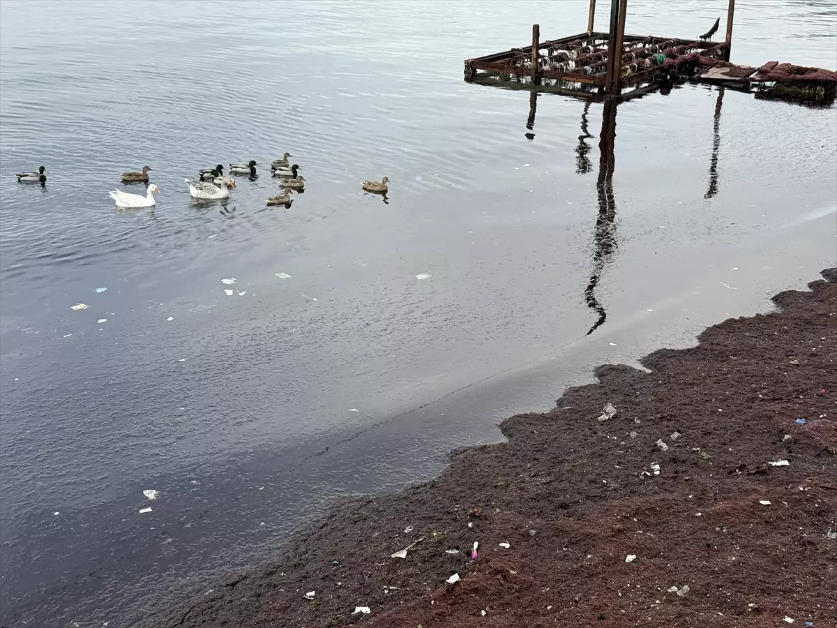 Tekirdağ Sahilinde Lodos Nedeniyle Kırmızı Yosun Birikimi