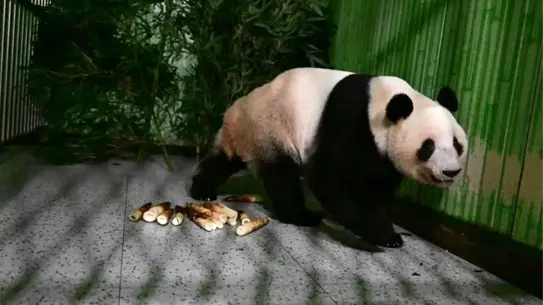 Ueno Hayvanat Bahçesi'nde son iki panda