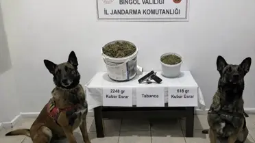 Bingöl Genç İlçesinde Jandarma Operasyonu: 2,8 Ton Esrar ve Silah Ele Geçirildi