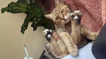 Adana’da Kamyonetle Kedi Çarpması Olayı Sonrası Sürücü Gözaltına Alındı