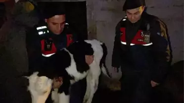 Nevşehir Avanos'ta Buzağı Hırsızlığı Operasyonu Sonuçlandı: 5 Şüpheli Tutuklandı