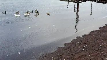 Tekirdağ Sahilinde Lodos Nedeniyle Kırmızı Yosun Birikimi