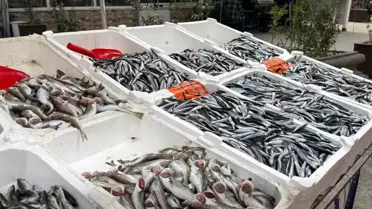 Zonguldak'ta Hamsi Talebi Artarken Palamut Krizi Derinleşiyor