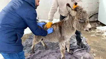 Mazıdağı Belediyesi'nin Sahip Çıktığı Sıpa, Mardin Büyükşehir Belediyesi Tarafından Koruma Altına Alındı