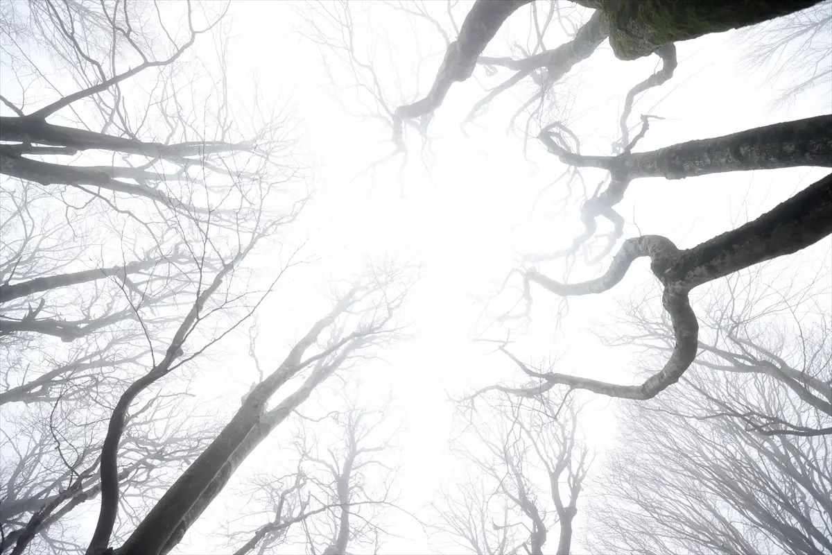 Kırklareli Demirköy'de Yoğun Sis Görüş Mesafesini 30 Metrenin Altına Düşürdü