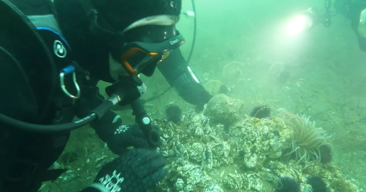 Marmara Denizi'nde deniz çayırları ve pinalar