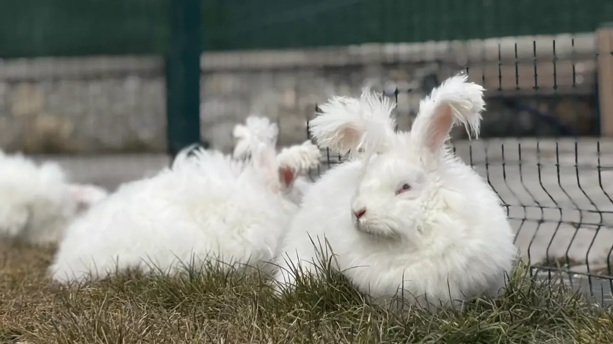 Angora tavşanı koruma projesi İstanbul’da
