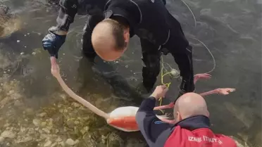 İzmir’de İpin Kırılmasına Yakalanan Flamingo Kurtarıldı