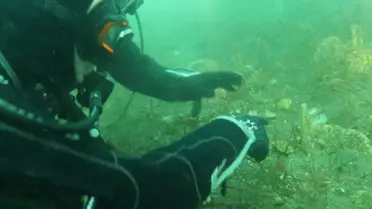 İzmit Körfezi'nde Deniz Çayırları ve Pinalar Gözlemlendi: Temizlik Projesi Sonuçları