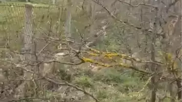 Zonguldak’ta Kangal Köpeğini Av Tüfeğiyle Öldüren Şahıs Gözaltına Alındı