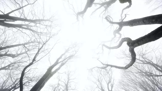 Kırklareli'nin yüksek kesimlerinde yoğun sis