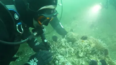 Marmara Denizi'nde Dipten Doğal Canlanma: Büyükakın'ın Çalışması