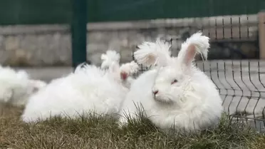 İstanbul’da Angora Tavşanı Popülasyonu Yeniden Canlandı