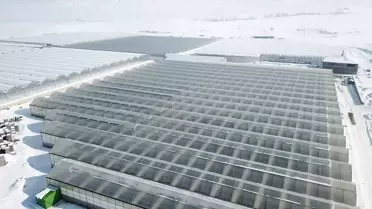 Jeotermal Enerjiyle Kışın Domates: Diyadin'de Sürdürülebilir Tarım Modeli