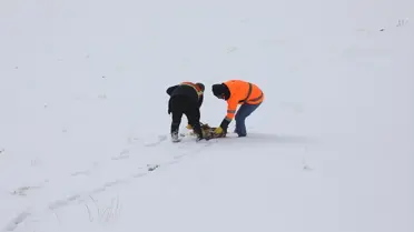 Başkale’de Kış Aylarında Yaban Hayvanları İçin Yem Dağıtım Çalışması Başladı