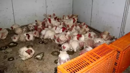 Sakarya’nın Taraklı İlçesinde Tavuk Çiftliğinde Biyogüvenlik İhlali Tespit Edildi