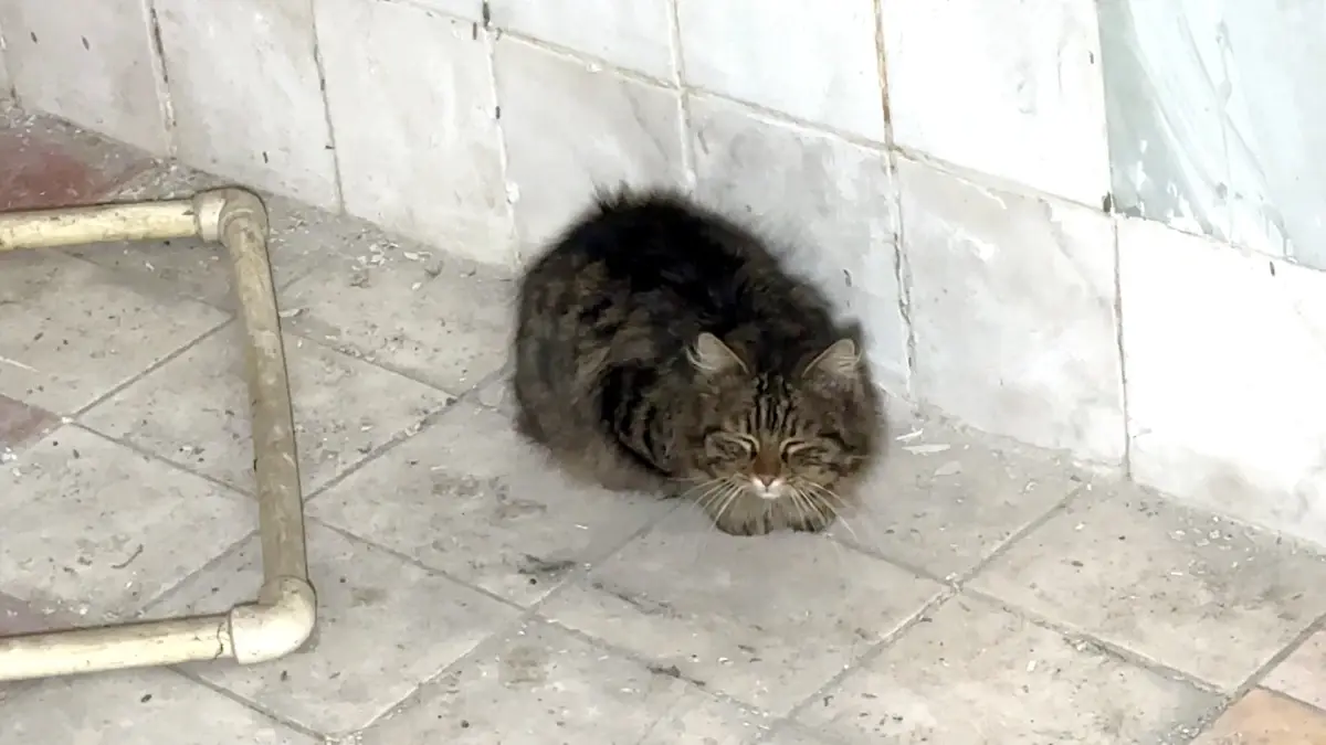 Avcılar'da Havalandırma Boşluğunda Sıkışan İki Kedi İtfaiye Ekibi Tarafından Kurtarıldı