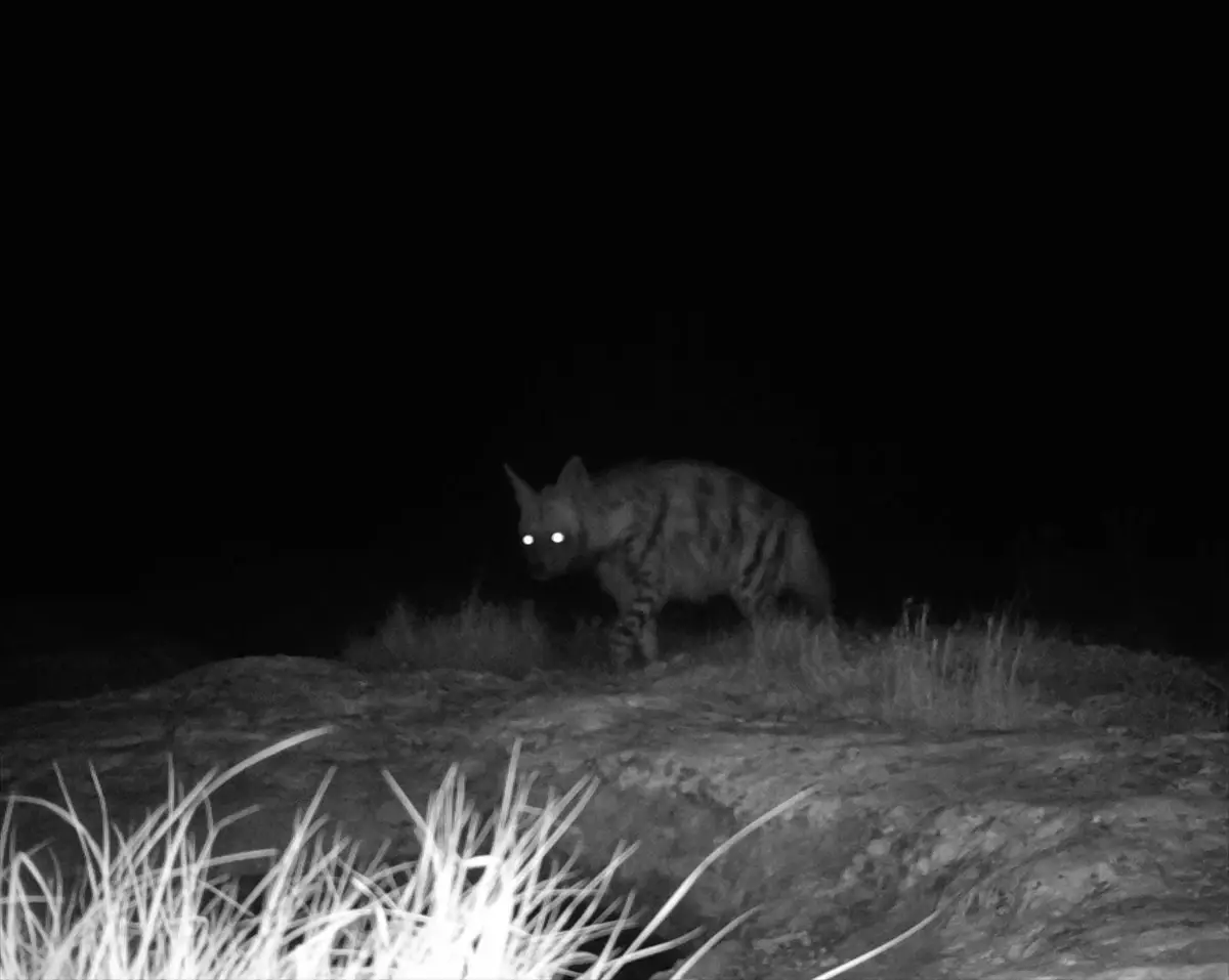 Kırıkhan’da çekilen çizgili sırtlan ve dağ ceylanı fotoğrafı