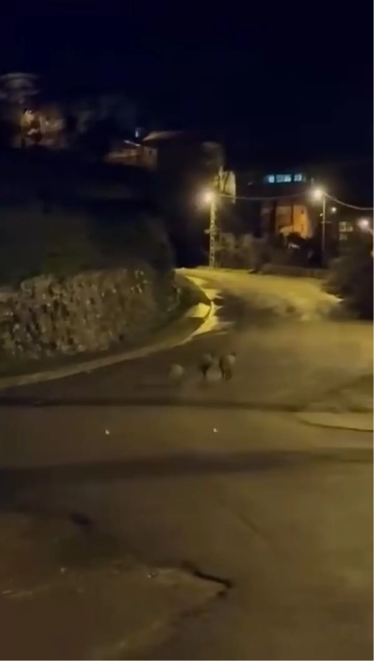 Ereğli'de Aç Kalan 3 Yaban Domuzu Şehir Merkezinde Görüldü