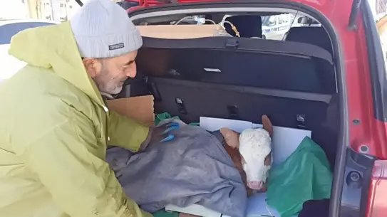 Posof'ta Buzagi, Arabasının Bagajında Serum Tedavisiyle Hayata Döndü