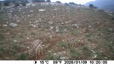 Dağ ceylanı ve çizgili sırtlanın ortak yaşam alanı