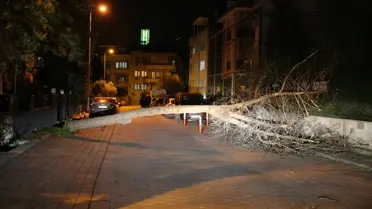 Pamukkale ve Merkezefendi'de Kuvvetli Rüzgar Ağaçları Devrildi