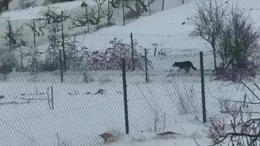 Gercüş’te Donmuş Hava, İki Kurt’u Bahçe Yakınına Sürükledi