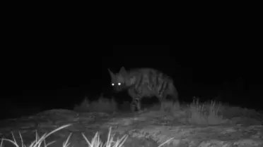 Hatay'da Nesli Tükenmekte Olan Çizgili Sırtlan ve Dağ Ceylanı Görüntülendi