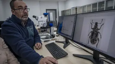 Yeni tanımlanan hortumlu böcek türlerinden birinin mikroskobik görüntüsü