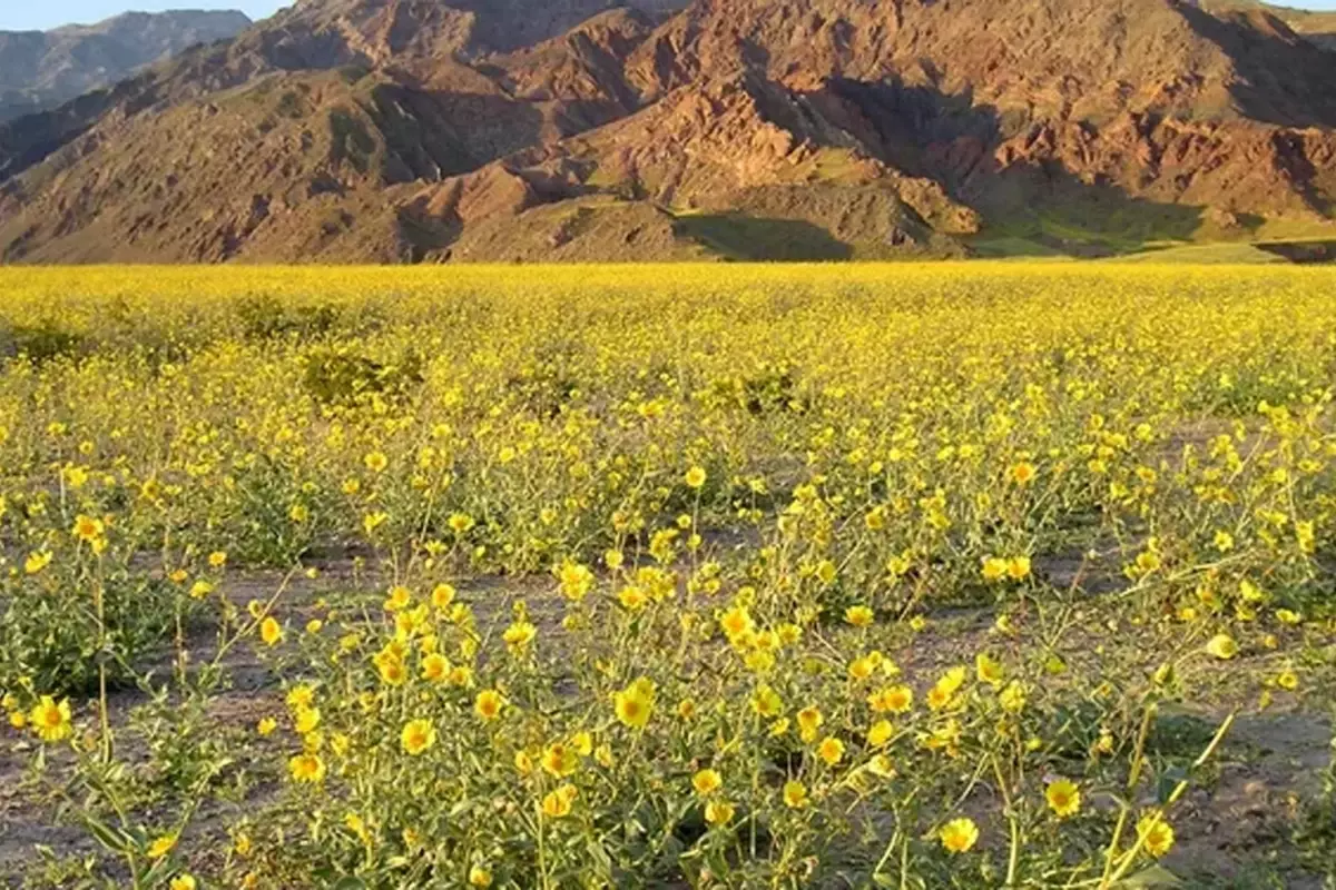 Ölüm Vadisi'nde Ani Çiçek Patlaması: Çölün Kalbinde Renkli Bahar