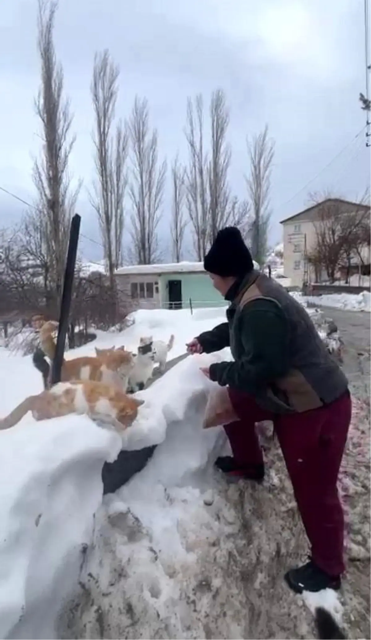 Selin İlhan ve Sokak Hayvanlarına Sürekli Destek: Diyarbakır’da Yıl Boyu Besleme Çabası